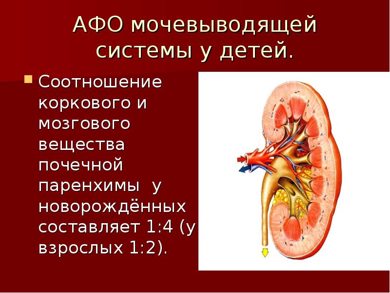 Презентация заболевание мочевыделительной системы у детей