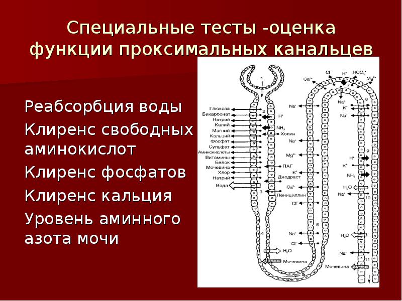 Реабсорбция в почечных канальцах