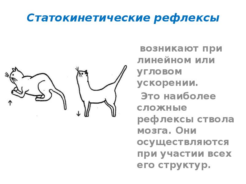 Инстинкты и рефлексы в природе. Статические и статокинетические рефлексы. Статические и статокинетические рефлексы вестибулярного аппарата.. Статокинетические рефлексы возникают при. Статические и статокинетические рефлексы Магнуса.