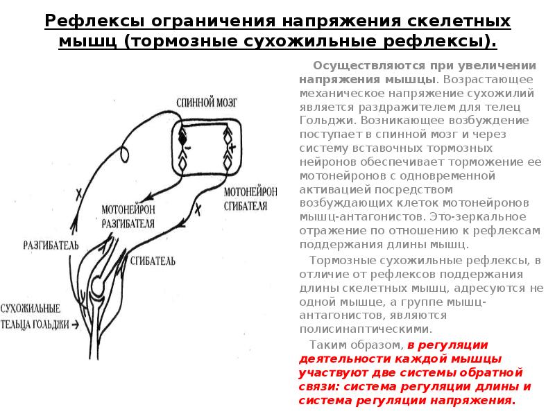 Миотатический рефлекс физиология схема