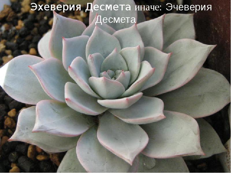 РЎСѓРєРєСѓР»РµРЅС‚ Echeveria peacockii