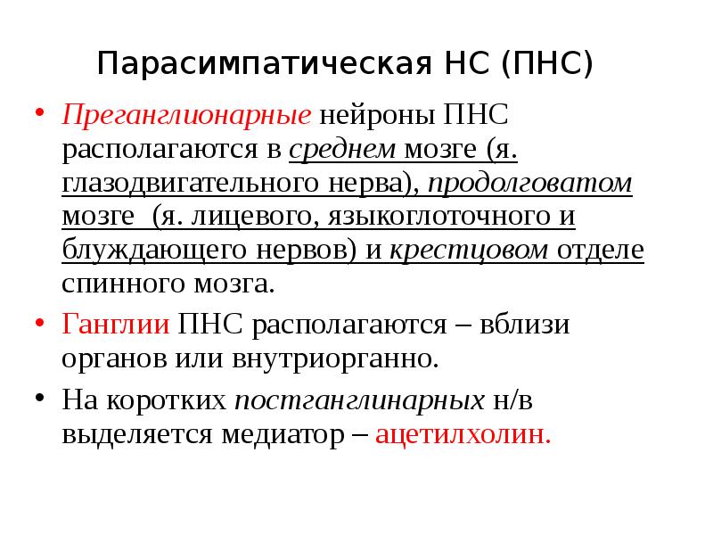 тела преганглионарных нейронов симпатической