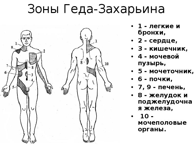 Захарьина геда зоны схема и описание атлас