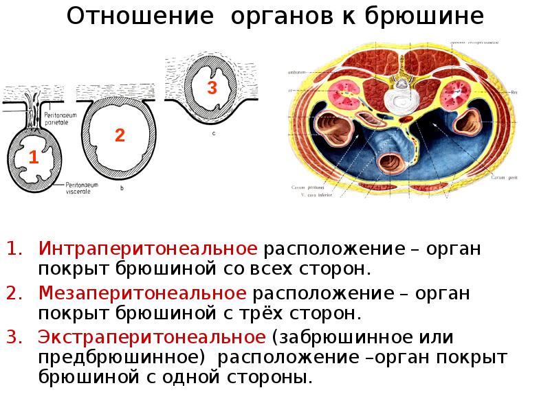 Зоны брюшной полости схема