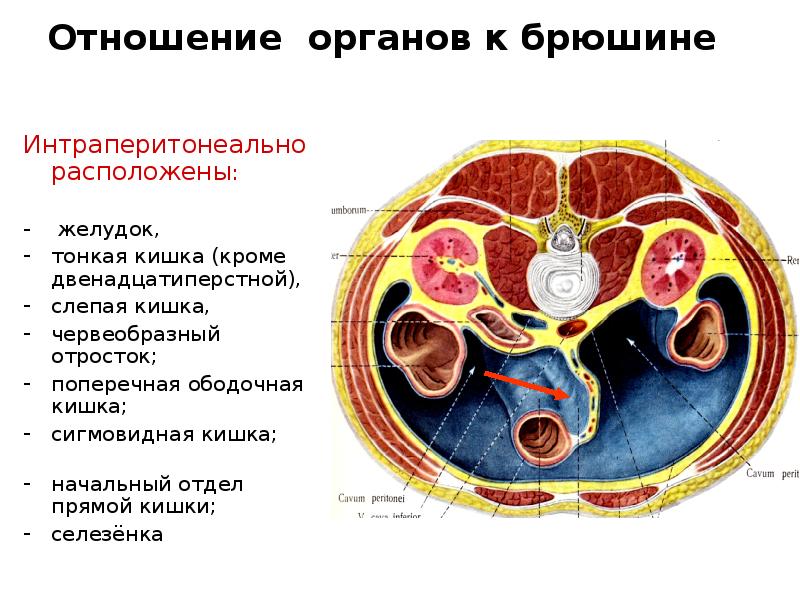 Схема органов брюшной полости мужчины расположения рисунок