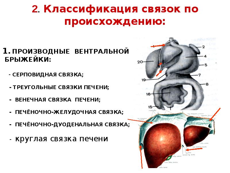 Печеночно желудочная связка