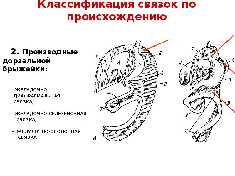 Схема хода брюшины на сагиттальном срезе