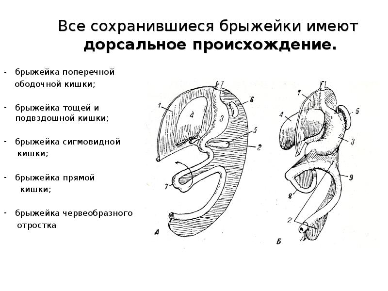 Забрюшинное пространство презентация