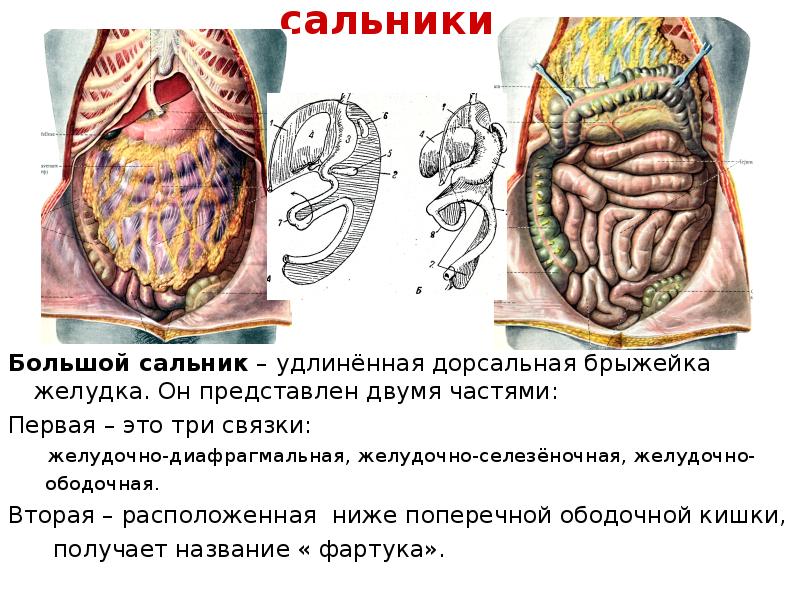 Брыжейка тонкой кишки где находится у человека фото