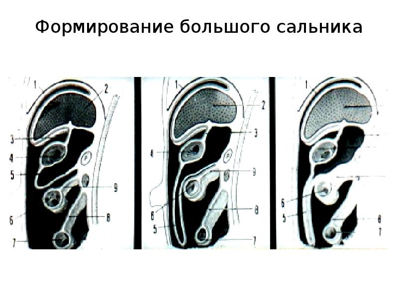 Забрюшинное пространство презентация