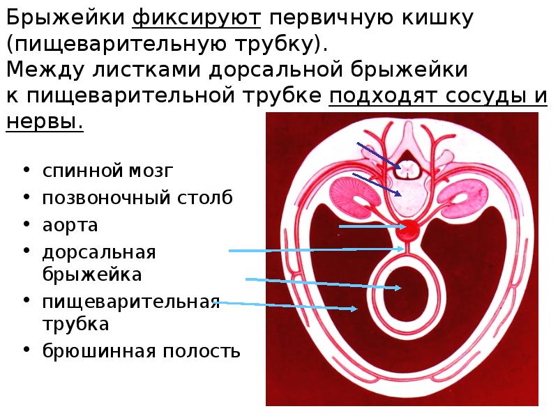 Зоны брюшной полости схема