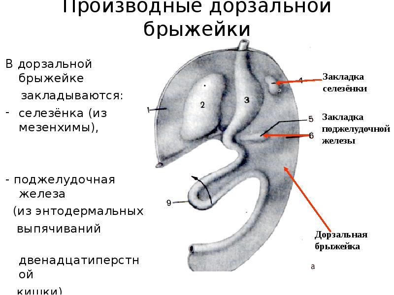 Брюшина фото человека