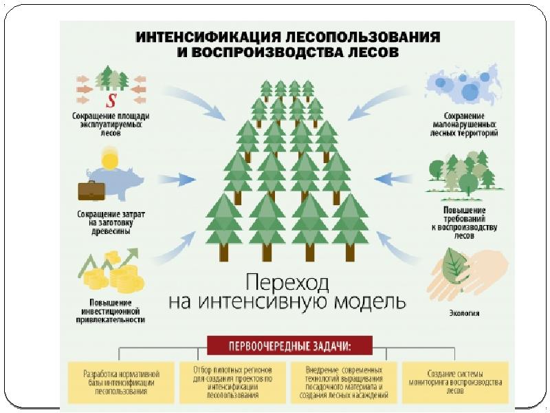 Проект освоения лесов на землях сельскохозяйственного назначения