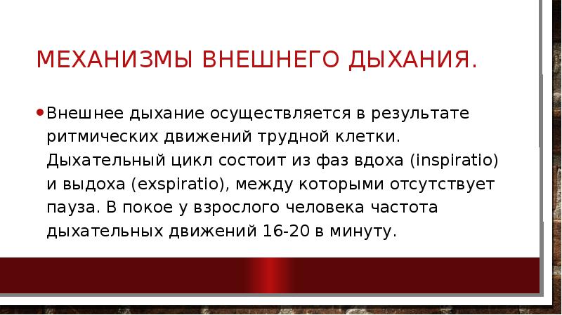 Внешний механизм. Механизм внешнего дыхания. Механизм внешнего дыхания физиология. Внешнее дыхание механизм вдоха и выдоха. Опишите механизм внешнего дыхания.