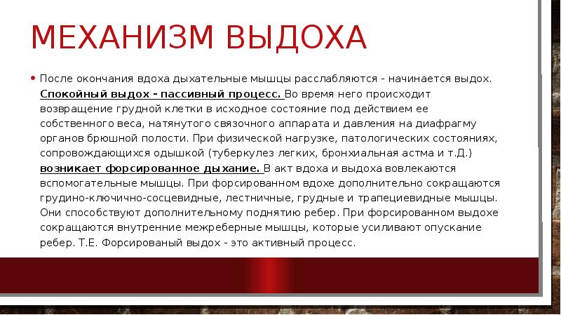 форсированное дыхание. грудная клетка с дыхательными мышцами. дыхательный цикл вдох выдох легочный объем емкости легких. форсированный выдох осуществляют. в спокойном состоянии в дыхании участвуют.