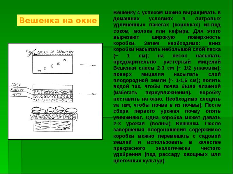 Схема выращивания вешенок