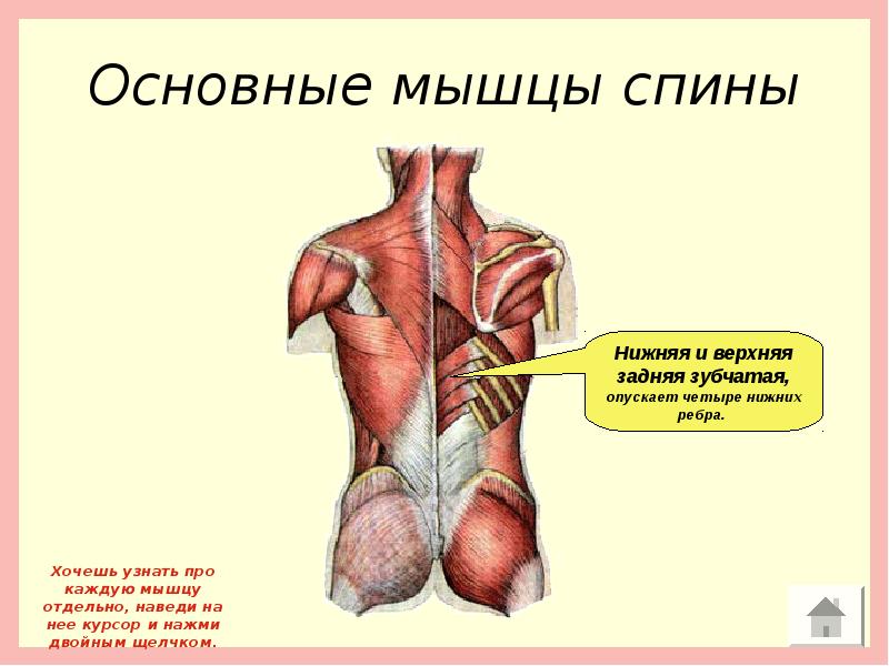 Задняя зубчатая мышца спины фото