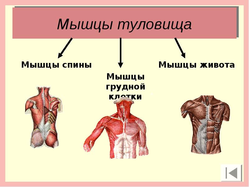 Главные мышцы. Мышцы туловища делятся на. Мышцы человека презентация. Мышцы туловища презентация. Презентация на тему мышцы человека.