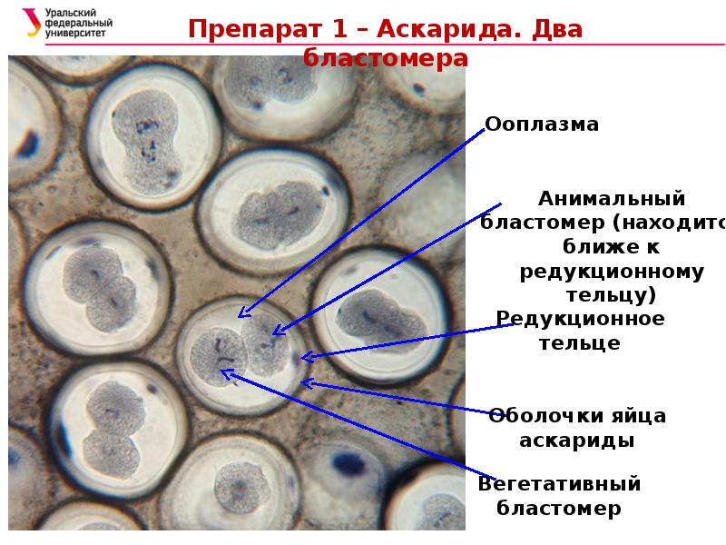 Рассмотрите рисунок на котором изображен процесс образования бластулы многоклеточного зародыша огэ