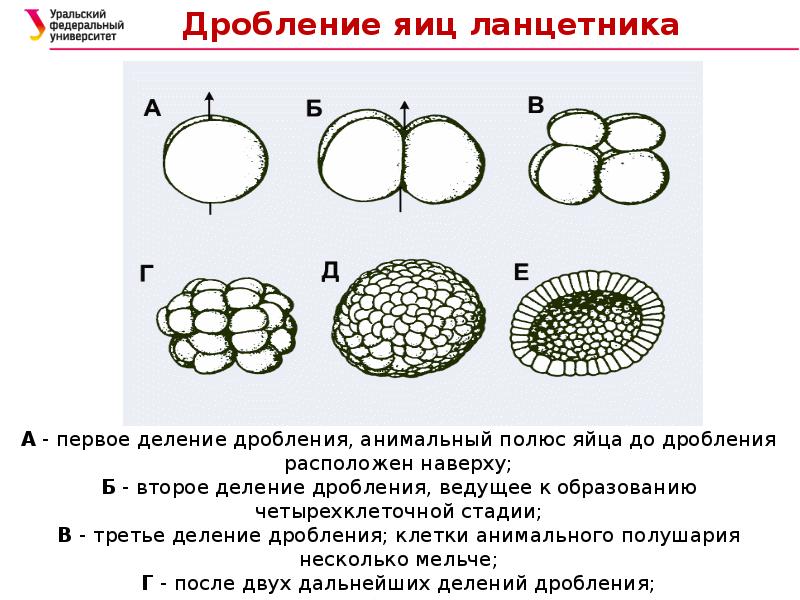 Дробление и начало развития оплодотворенного яйца ланцетника рисунок