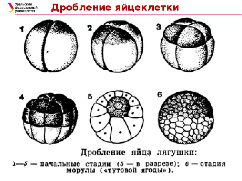 Стадии дробления рисунок