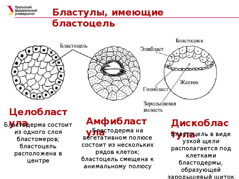 Формирование бластулы