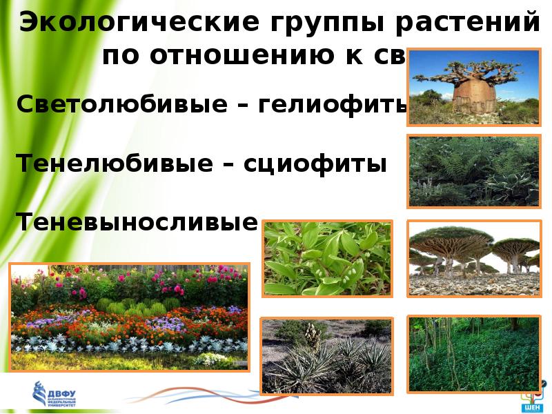 Экологические группы экология. Экологические группы растений. Экологические группы растений светолюбивые теневыносливые. Экологические группы растений по отношению к свету. Экологические группы по отношению.