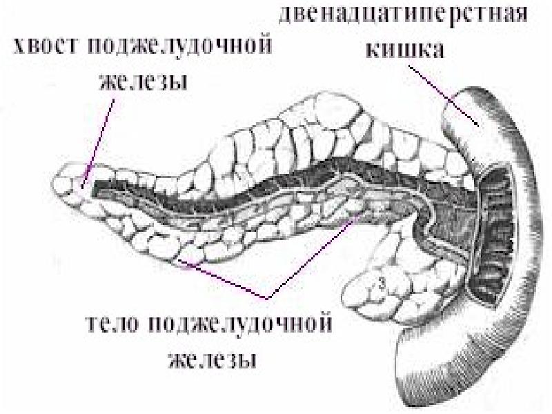 Контуры поджелудочной железы нечеткие. Хвост поджелудочной железы. Проекция поджелудочной железы. Размер хвоста поджелудочной железы.