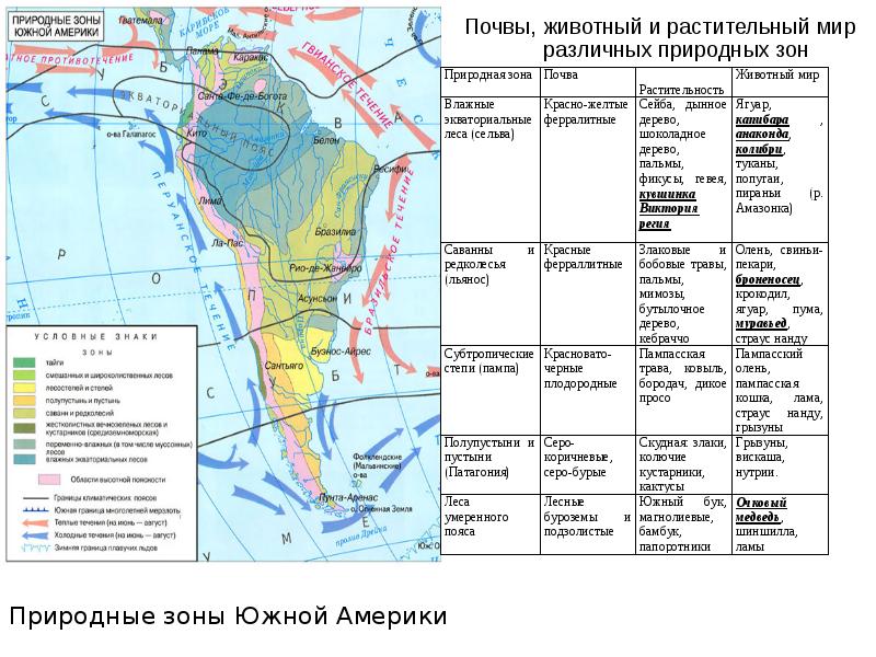 План характеристики природной зоны южной америки