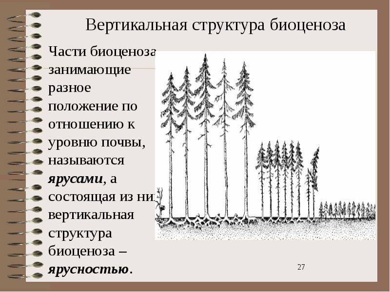 Ярусное строение биогеоценоза схема