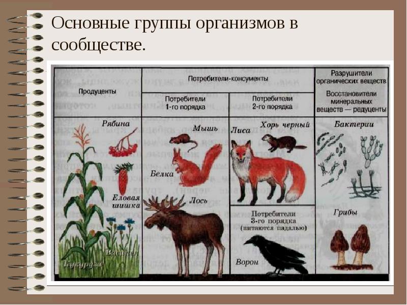 Схема продуцентов консументов и редуцентов