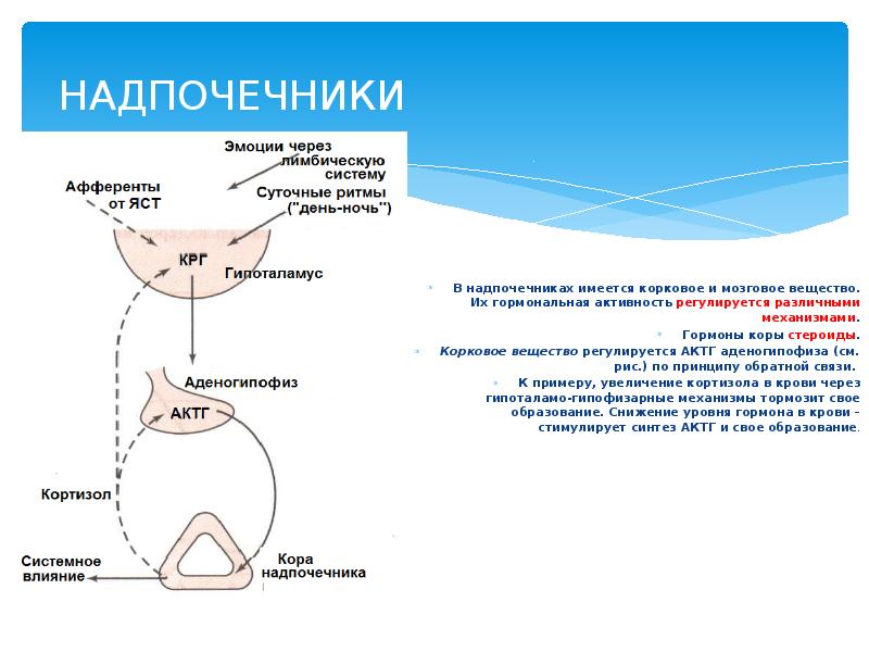 Схема регуляции синтеза и секреции кортизола