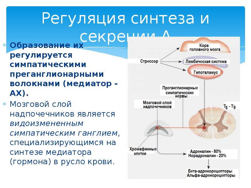 Гормон вырабатываемый мозговым веществ