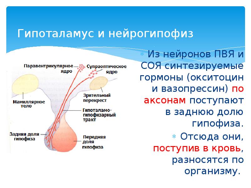 Нейрогипофиз. Гормоны гипоталамуса вазопрессин и окситоцин. Гипоталамус соя и пвя гормоны. Поступление гормонов из гипоталамуса в нейрогипофиз. Соя и пвя гипоталамуса это.