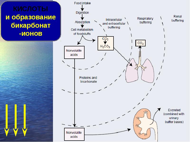 Алкалоз ацидоз презентация