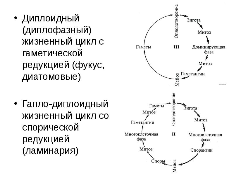 Диплоидный цикл развития