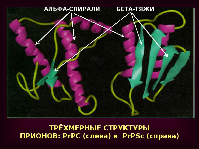 Презентация на тему прионы