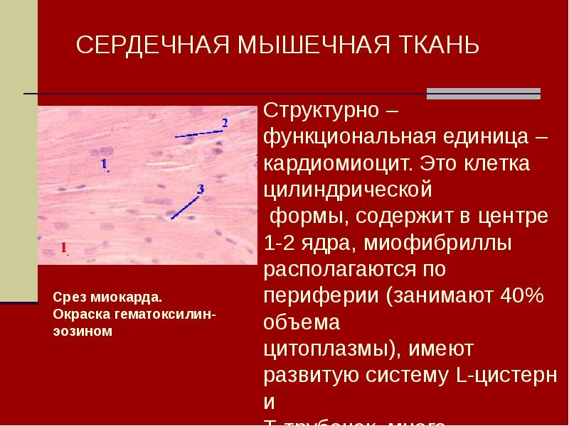 Функциональная единица сердечной мышечной ткани