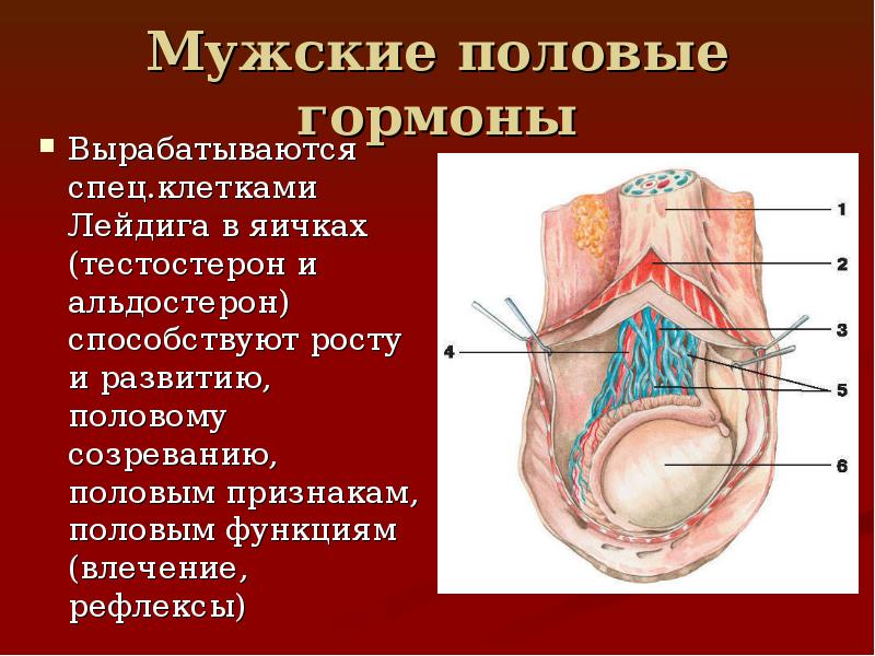 секрет половых желез. регуляция секреции тестостерона схема. мужские половые гормоны. семенники вырабатывают тестостерон. регуляция андрогенов у мужчин.