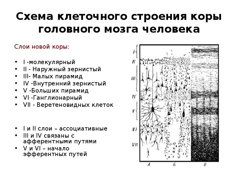 Схема слоев коры больших полушарий