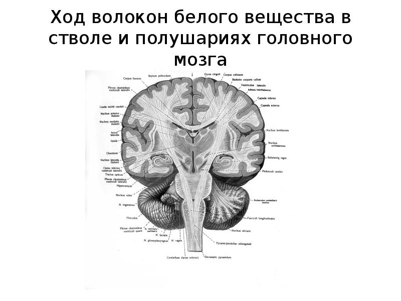 Передний мозг промежуточный мозг и большие полушария. Компоненты белого вещества ствола головного мозга. Белое вещество промежуточного мозга. Белое вещество ствола. Структуры внутри вещества ствола головного мозга можно.