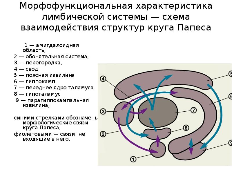 Презентация на тему лимбическая система