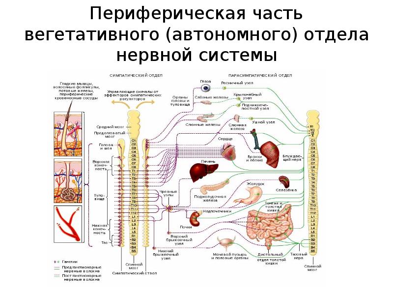 Автономный отдел нервной системы презентация 8 класс