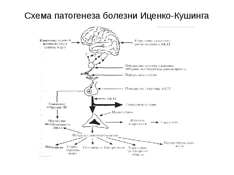 Характерная картина данных компьютерной томографии надпочечников при болезни иценко кушинга