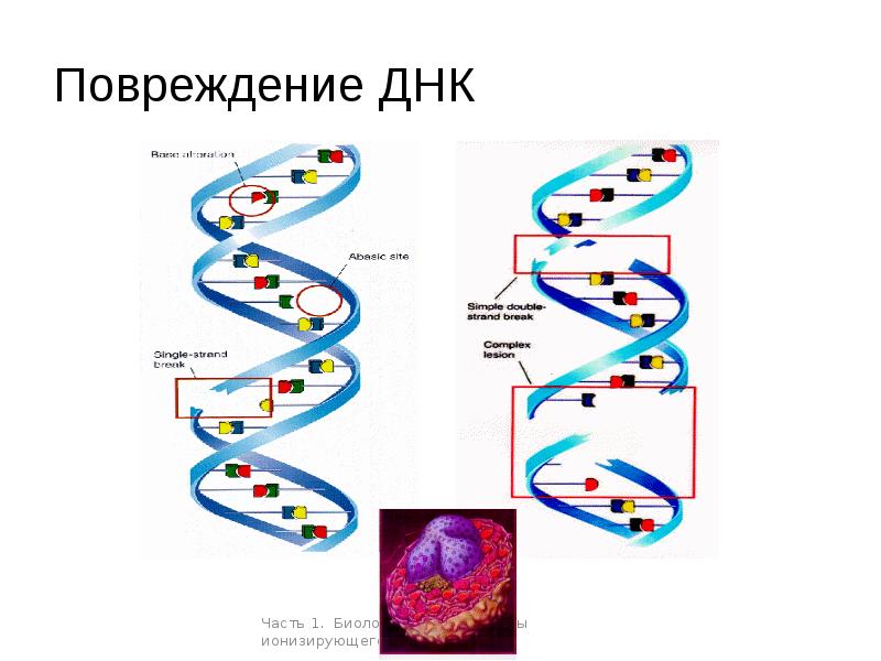 После днк