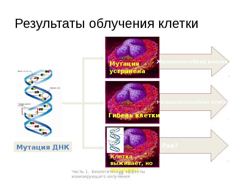 Влияние на клетку. Действие радиации на клетку. Воздействие радиации на клетку. Радиационное воздействие на клетки. Влияние рентгеновского излучения на клетки.