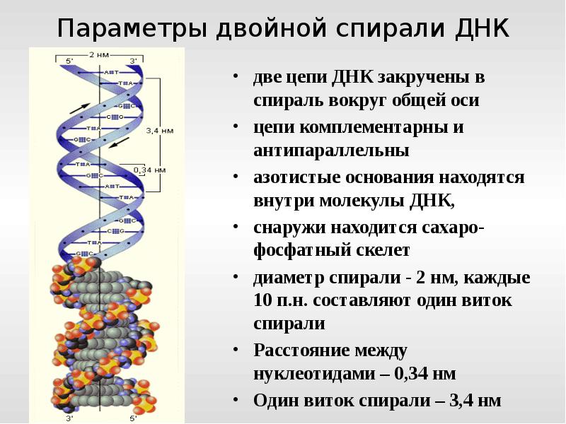 Днк 2 гис. Параметры и структура двойной спирали ДНК. Принципы строения двойной спирали ДНК. Двойная спираль молекулы ДНК. Двойная спиральная структура ДНК.