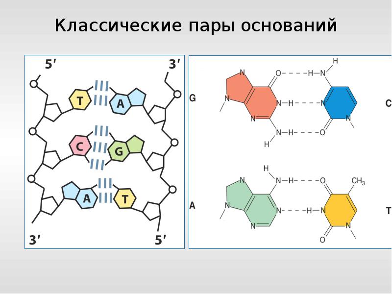 4 пары оснований