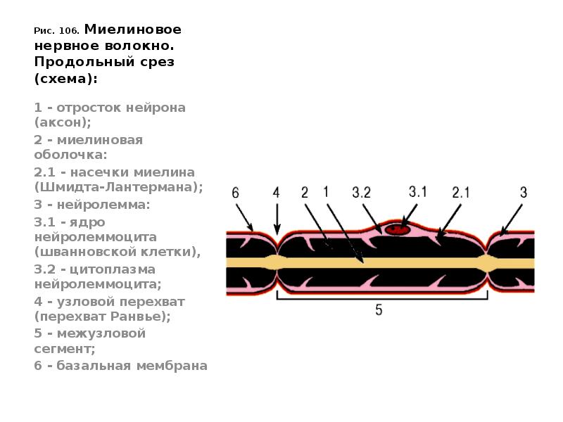 Нервные волокна кожи