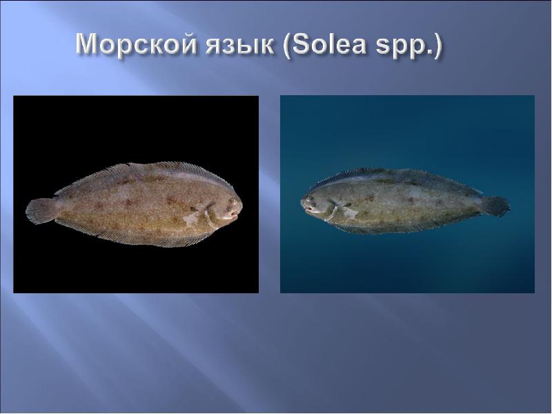 6 класс русский язык рыб. Морской язык рыба. Морской язык рыба фото. Рыба похожая на морской язык. Морской язык Черноморский.